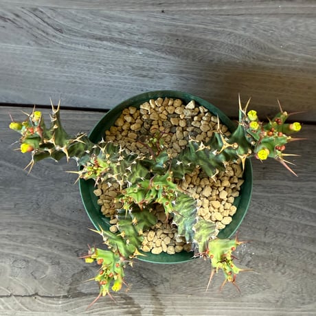 177、Euphorbia tortirama