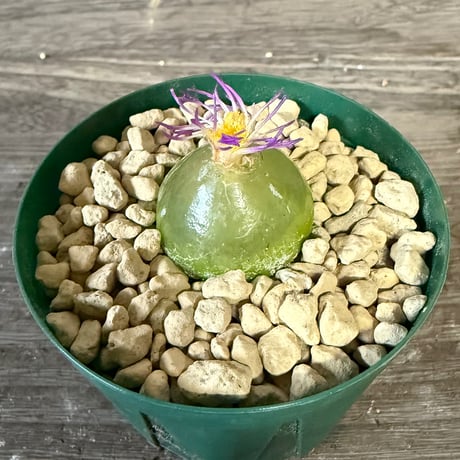 146、Conophytum burgeri