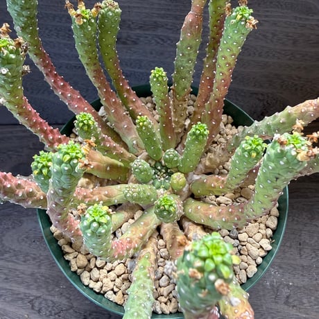 173、Euphorbia inermis