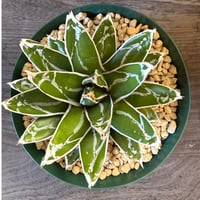 113、Agave 笹の雪’巾広タイプ’