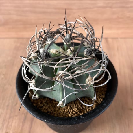 265、Astrophytum 大鳳玉（実）