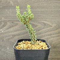 62、Ceraria namaquensis