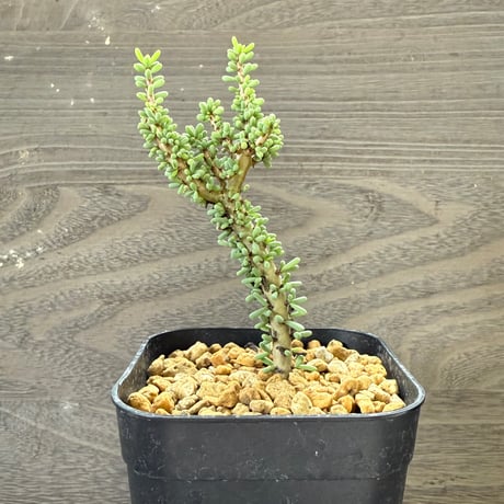 62、Ceraria namaquensis