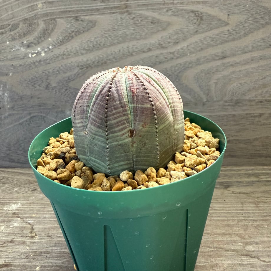 68e85cb2941bd63b6a69dcfd