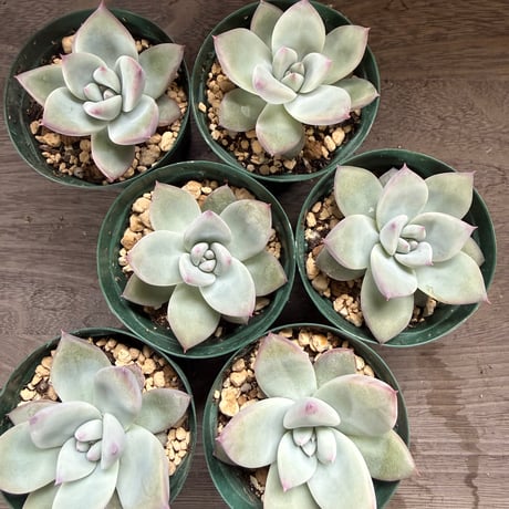 165、Echeveria ’CS-NO-01’ ’Super White’