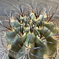 11、Eriosyce clavata kk62（実）