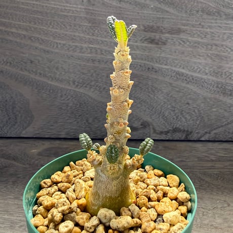81、Dorstenia gigas（実）