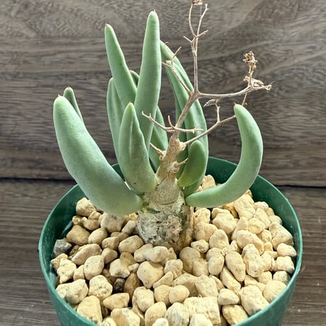 123、Tylecodon reticulatus
