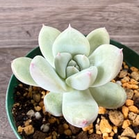 115、Echeveria ‘CS-NO-01‘ ‘Super White‘