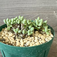 133、Tylecodon sinus-alexandra