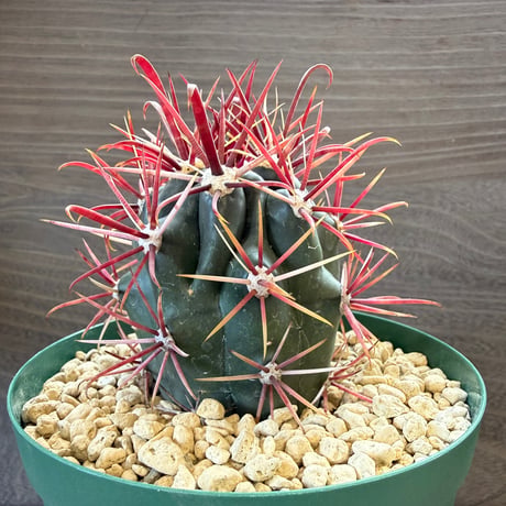 7、Ferocactus 神仙玉