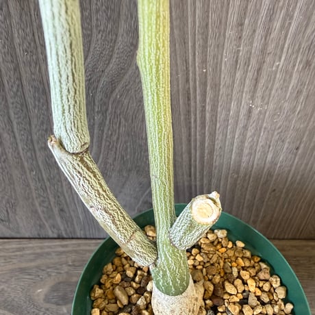 147、Adenia pechuelii