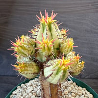 99、Euphorbia 紅彩閣錦