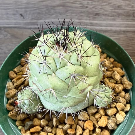 135、Ortegocactus macdougallii