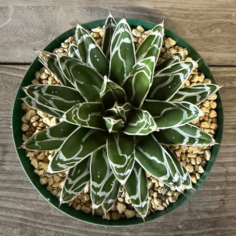 ITEM | HORIKAWA NURSERY