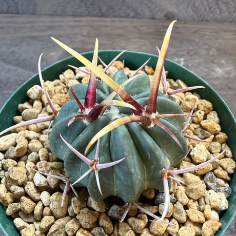 9、Echinofossulocactus 強刺竜剣丸