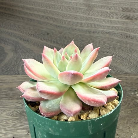 195、Echeveria lindsayana