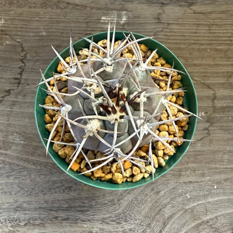 48、Gymnocalycium 魔天竜