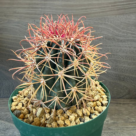 2、Ferocactus 赤刺金冠竜