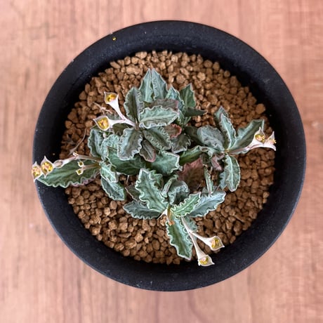 275、Euphorbia tulearensis(実）