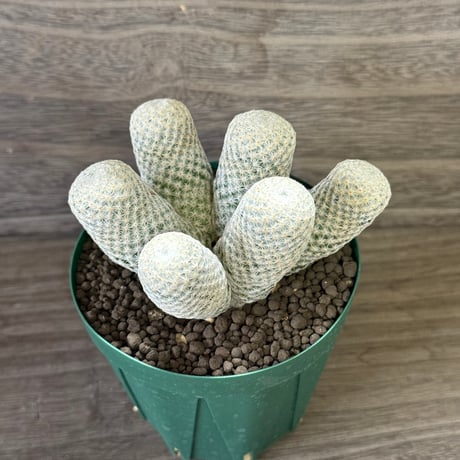 170、Mammillaria 白鷲