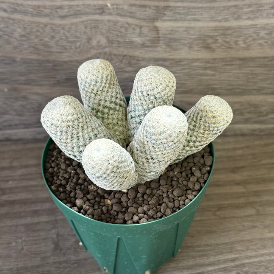 687c9155849bba1f4d612988