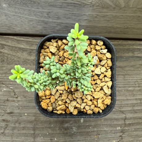 62、Ceraria namaquensis