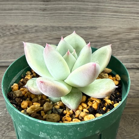 108、Echeveria ‘CS-NO-01‘ ‘Super White‘