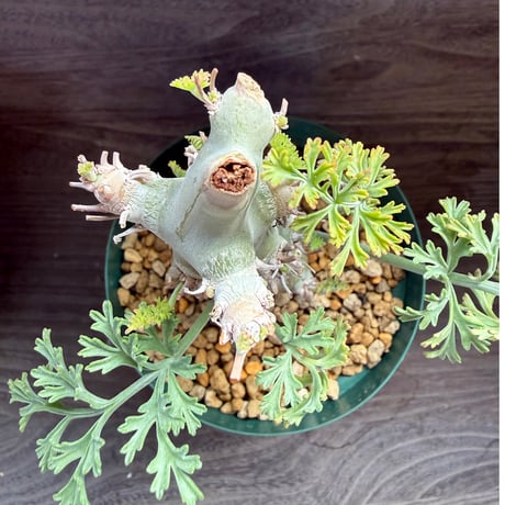 5、Pelargonium ceratophyllum