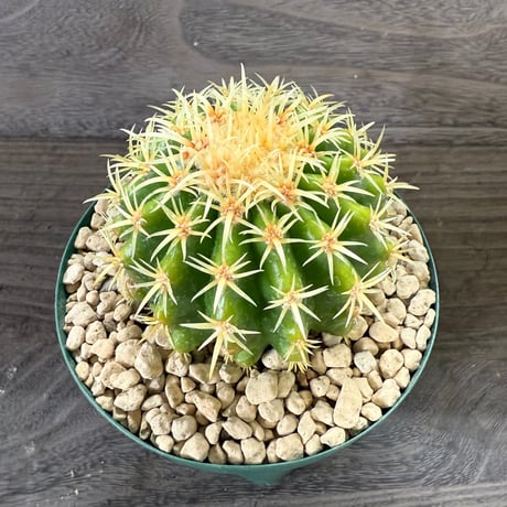 163、Echinocactus 短刺金鯱