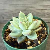 124、Echeveria ‘CS-NO-06‘ ’CPS02×コロラータ旧来型‘