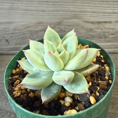 124、Echeveria ‘CS-NO-06‘ ’CPS02×コロラータ旧来型‘