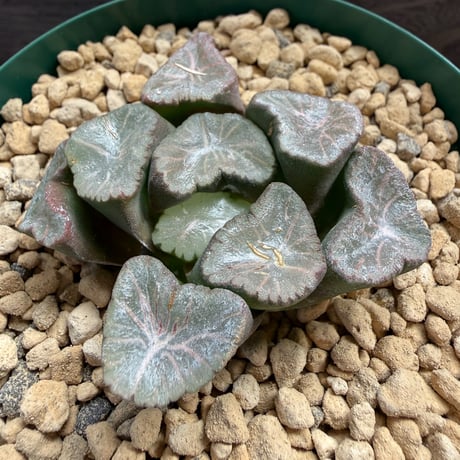 136、Haworthia ’アトラス’