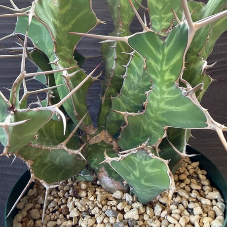 152、Euphorbia grandicornis