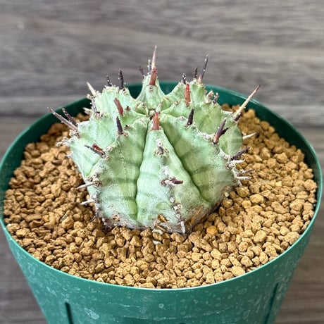 168、Euphorbia ‘ゲンコツホリダ’