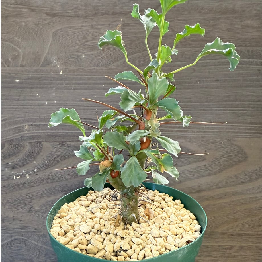 68e869b5b7a32b891334d481