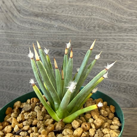 150、Agave albopilosa