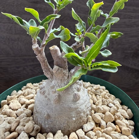 3、Fockea edulis