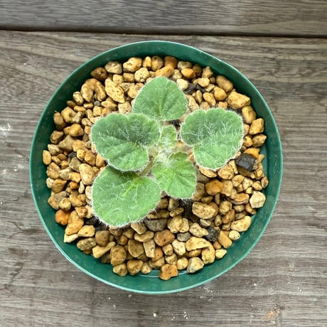 59、Pelargonium cvrviandrum