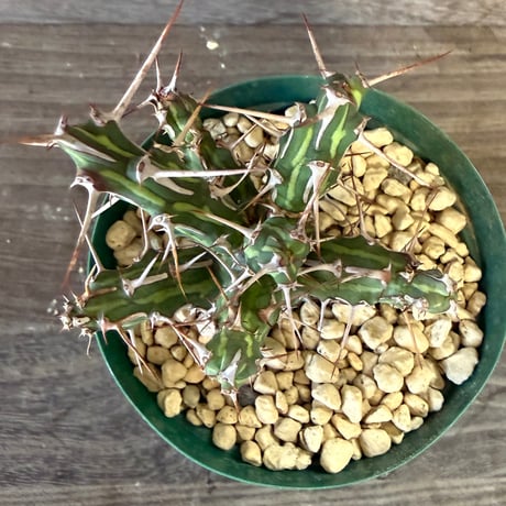 169、Euphorbia kalisana