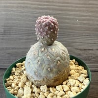 137、Tephrocactus geometricus