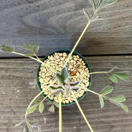 73、Pelargonium incrassatum