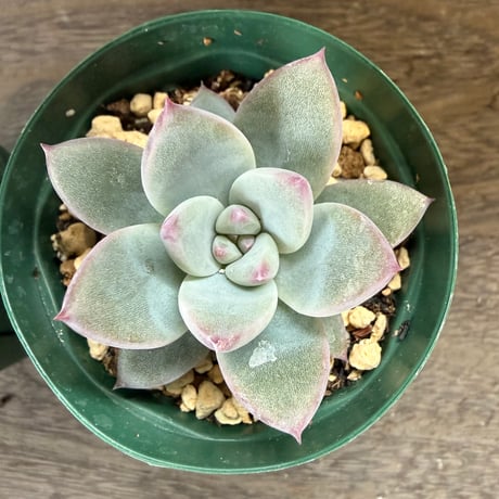 164、Echeveria ’CS-NO-10’ ’CPS02’