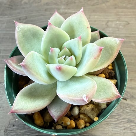 69、Echeveria ‘CS-NO-13‘ ‘lindsayana×Super White‘