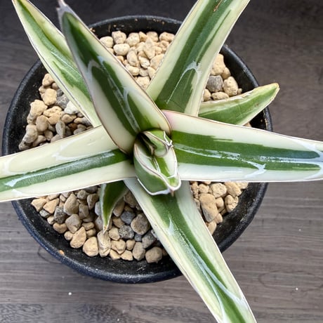 93、Agave ‘氷山‘