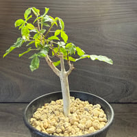 94、Commiphora mildbraedii ‘Black Bark‘