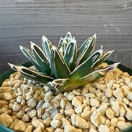 115、Agave 姫笹の雪