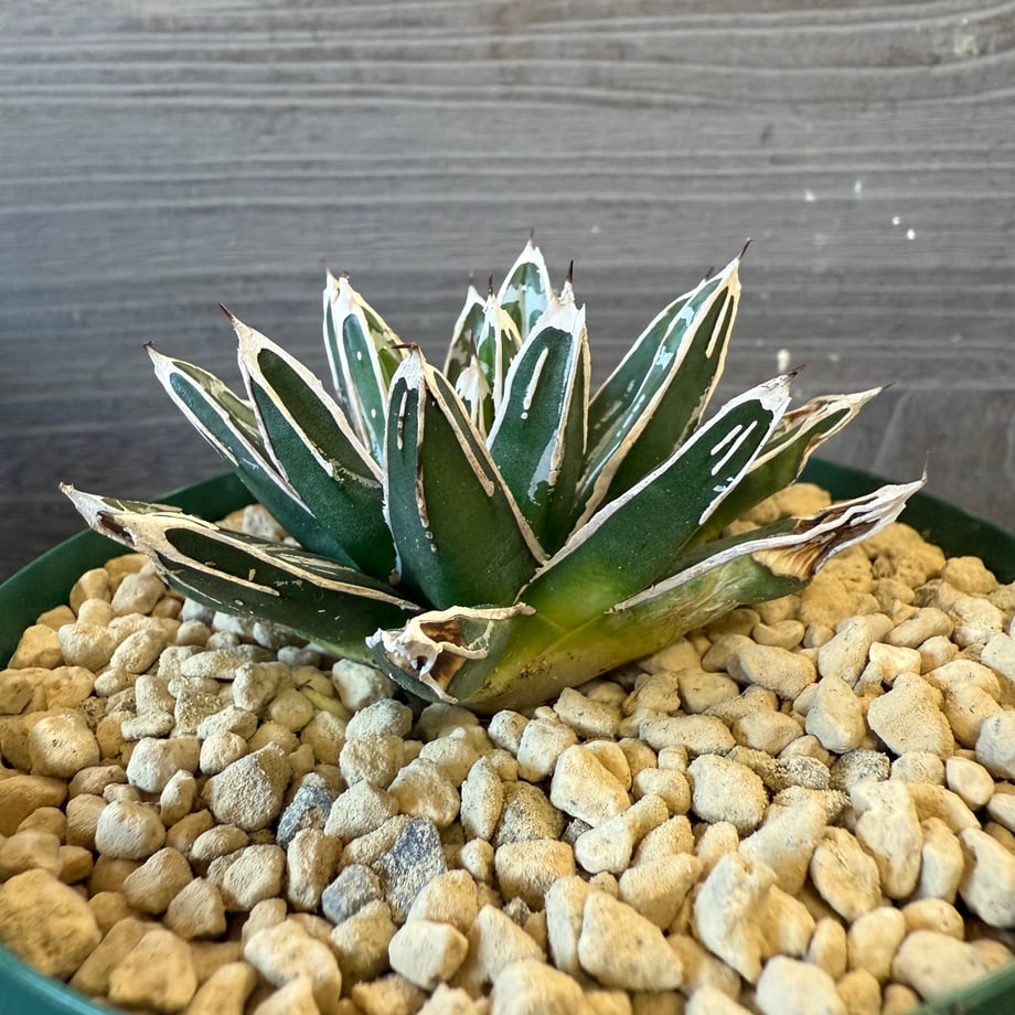 69053adca751090e9f30e1aa