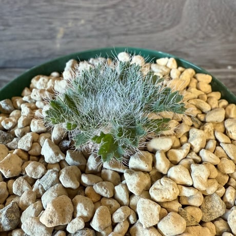 122、Pelargonium caroli-henrici