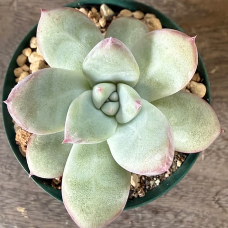38、Echeveria ’CS-NO-01’ ’Super White’